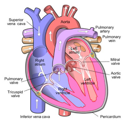 human heart